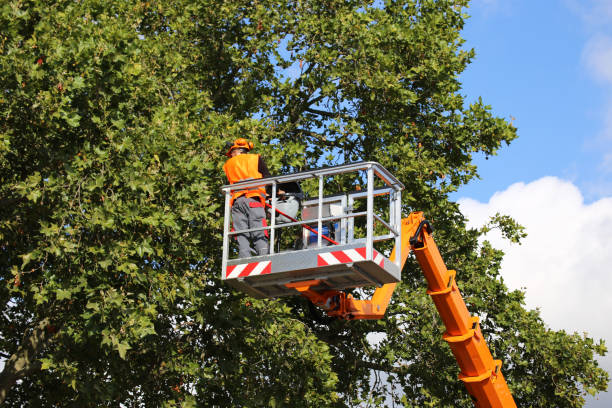 Best Firewood Processing and Delivery  in Daytona Beach Shores, FL