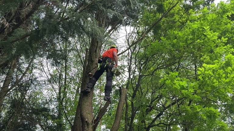 Best Utility Line Clearance  in Daytona Beach Shores, FL