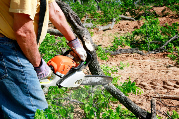 Best Fruit Tree Pruning  in Daytona Beach Shores, FL